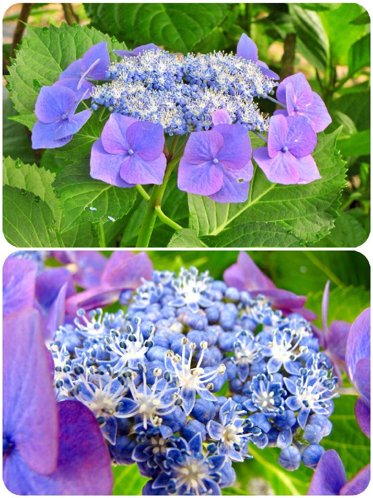 お出かけ先の画像 by PT_yamahiroさん | お出かけ先とアジサイと花まっぷと梅雨明けと花壇とフラワーとGS映えと青い花とGS日和とマクロ撮影と植中毒とお花畑 と花好きと花のある暮らしと篠山玉水ゆり園あじさい園と青い花マニアとお花とマクロな世界とお花好き