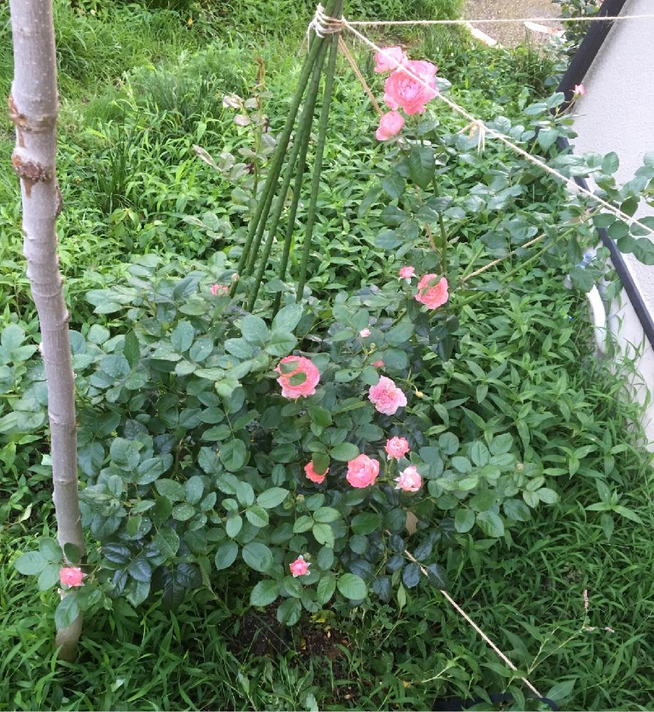 小さな庭の画像 by Rosarian Prince ラビたむさん | 小さな庭とケルナフローラローズと無農薬薔薇栽培と小山内 健さんの教えを実行中とバラ初心者と薔薇の楽しみ方と小山内 健さんに憧れると薔薇愛同盟と初めてのバラとrose lesson12ヶ月と薔薇のお手入れとbeginner rose lessonと新米ロザリアンと薔薇の夏バテと薔薇を楽しむと無農薬とケルナフローラと夏バテさせない工夫と薔薇の初心者教室とバラ・ミニバラとロザリアン