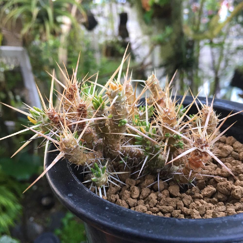 の画像 by yumiko1977118さん | 多肉植物とサボテン科と植物のある暮らしと我が家と多肉植物のある暮らしと多肉植物とサボテンとMyHomeと私の庭とgreenとsucculent