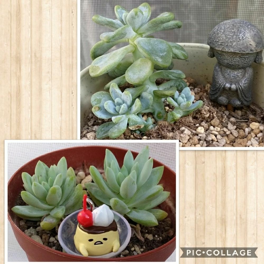 バルコニー/ベランダの画像 by とみぃさん | バルコニー/ベランダと樹氷とロッティと多肉植物とみどりのある暮らしとガーデナーならぬ、ベランダーと多肉大好きと多肉女子?(おばさん)と初心者タニラーと経過報告★と花のある暮らし