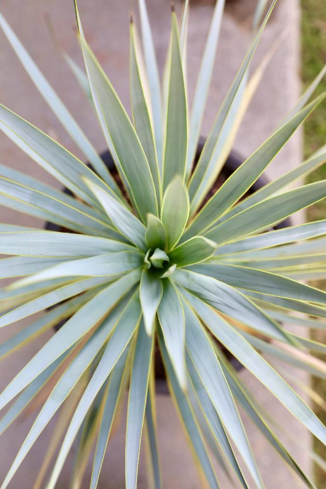小さな庭の画像 by Oriさん | 小さな庭と現地球と観葉植物とyucca rigidaとリュウゼツラン科と植中毒とメキシカングラスツリーと珍奇植物と棘愛とビザールプランツ
