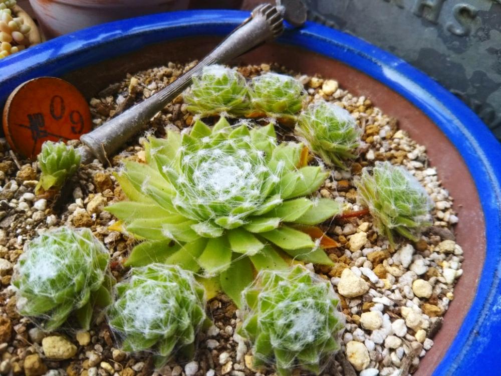 の画像 by カオ子さん | 転校生とバロニーズと多肉植物とみどりのある暮らしと植中毒と植物=楽しいと美!!!!とI Love 草と大好きFridayと緑力と暑苦しいとも言う