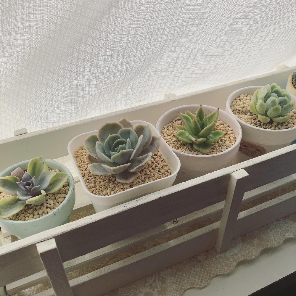 部屋の画像 by プラスみぃさん | 部屋とタニラーとgs初心者と多肉植物とすのこDIY