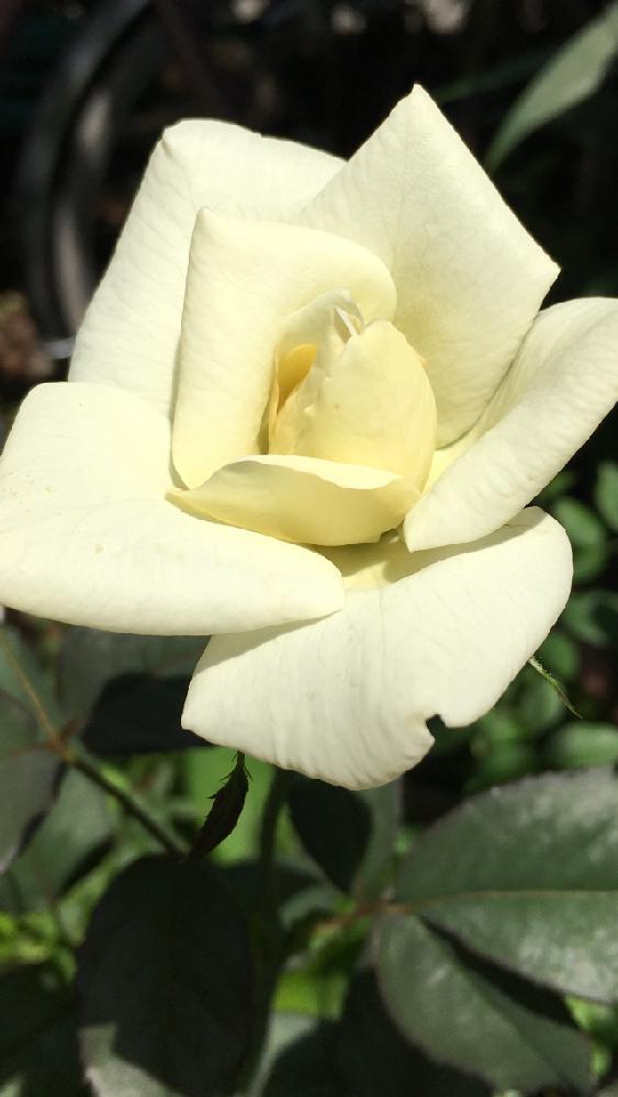小さな庭の画像 by 花が好きさん | 小さな庭と薔薇と薔薇ジョンFケネデイといつも笑顔で〜〜♡と白い花好きです♡と薔薇愛同盟と『きれいに咲いた!』コンテストとありがとう♡と頑張ってね♡と花のある世界♡といい感じ♪♪ととても癒される♡と頑張って❣️とステキだね♡とガーデニングと薔薇が好きです♡と花のある暮らしと花が好きです♡♡♡と癒される〜〜♡
