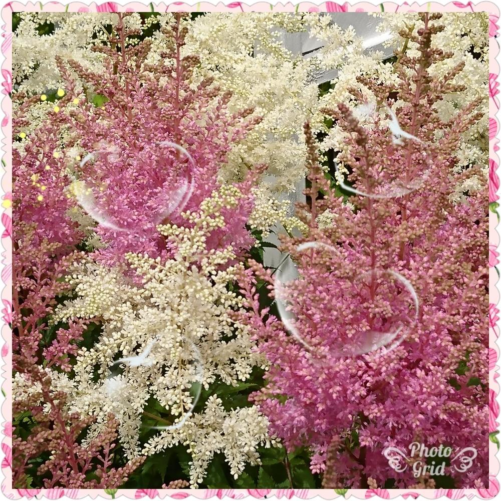 小さな庭の画像 by ポコアポコさん | 小さな庭とピンクの花ときれいなお花と植中毒と花のある暮らしとかわいいな♡と北海道としろいはな