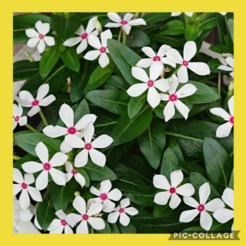 小さな庭の画像 by *sunny*さん | 小さな庭とフェアリースターとかわいいな♡と花のある暮らしと植中毒と大好き