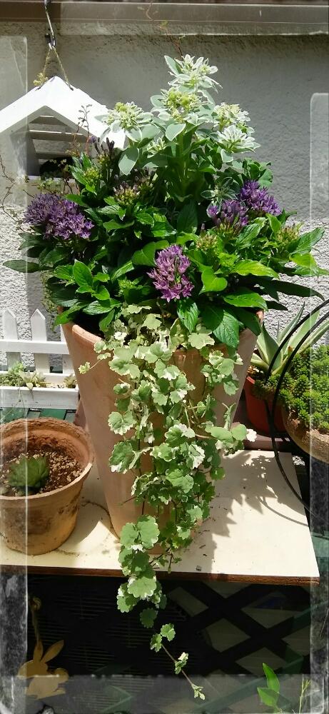 棚の画像 by ひかりーさん | 棚と小さなシアワセ❤︎と『きれいに咲いた!』コンテストと癒しの植物と紫のペンタスと花のある暮らしと頑張れ♡えっこと寄せ植え。とかわいい❤