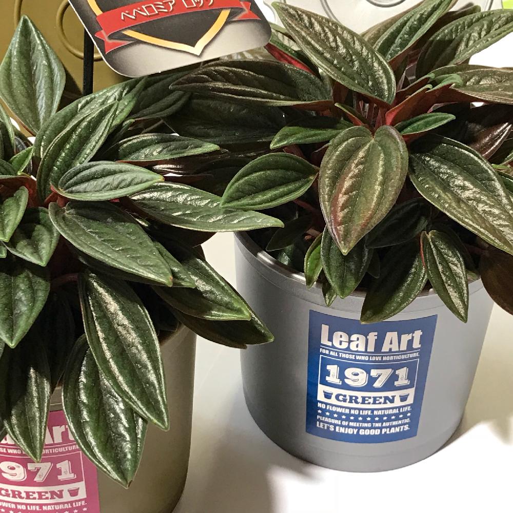 部屋の画像 by azusaさん | 部屋と観葉植物と葉っぱのある暮らしと植中毒とペペロミア属とペペロミア♪と鉢植えと可愛い