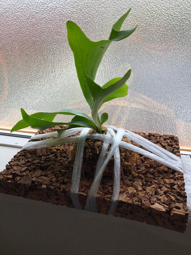 部屋の画像 by 蘭丸さん | 部屋とビカクシダ ビフルカツムとむつ市と寄生植物と植中毒と珍奇植物とビカクシダ属