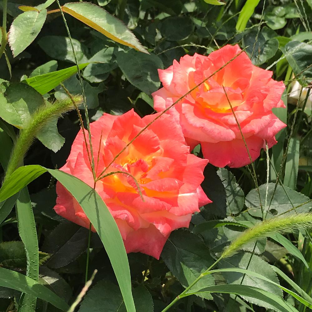 お出かけ先の画像 by Okavangoさん | お出かけ先と乙女ピンクと薔薇愛同盟と薔薇に魅せられてと寄り添ってと薔薇♪