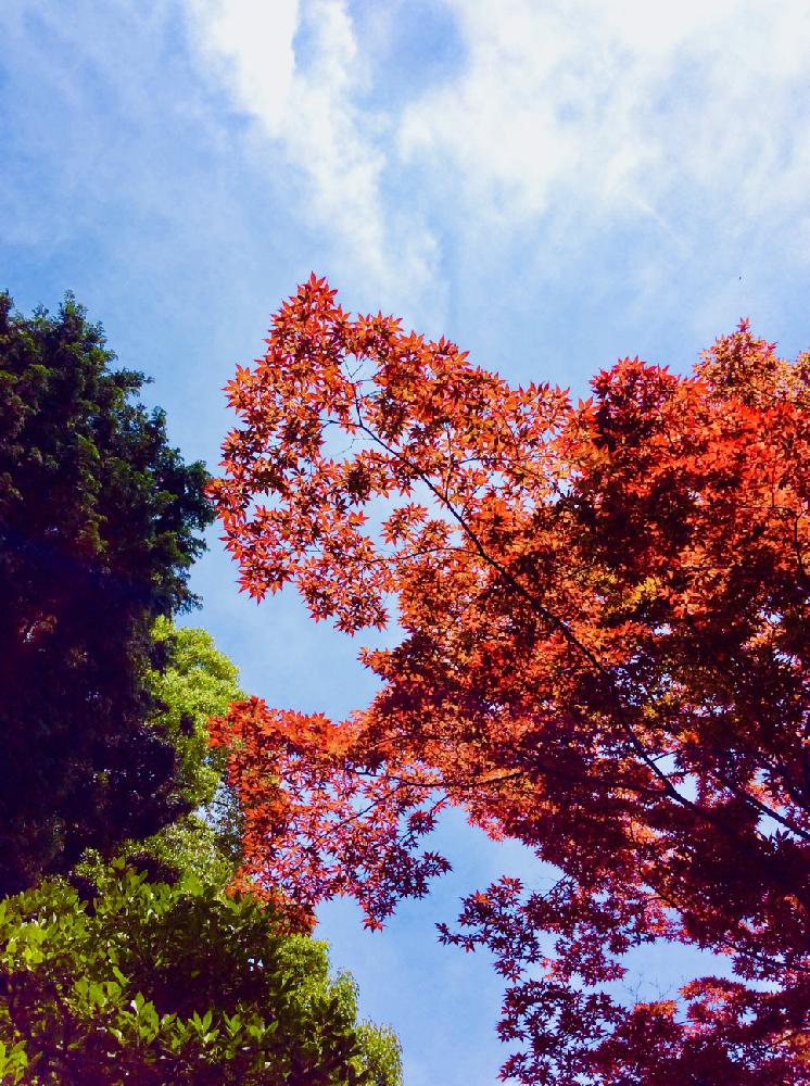 お出かけ先の画像 by (´༎ຶོρ༎ຶོ`)さん | お出かけ先とモミジと紅葉とGS映えとGS日和と鮮やか と植中毒