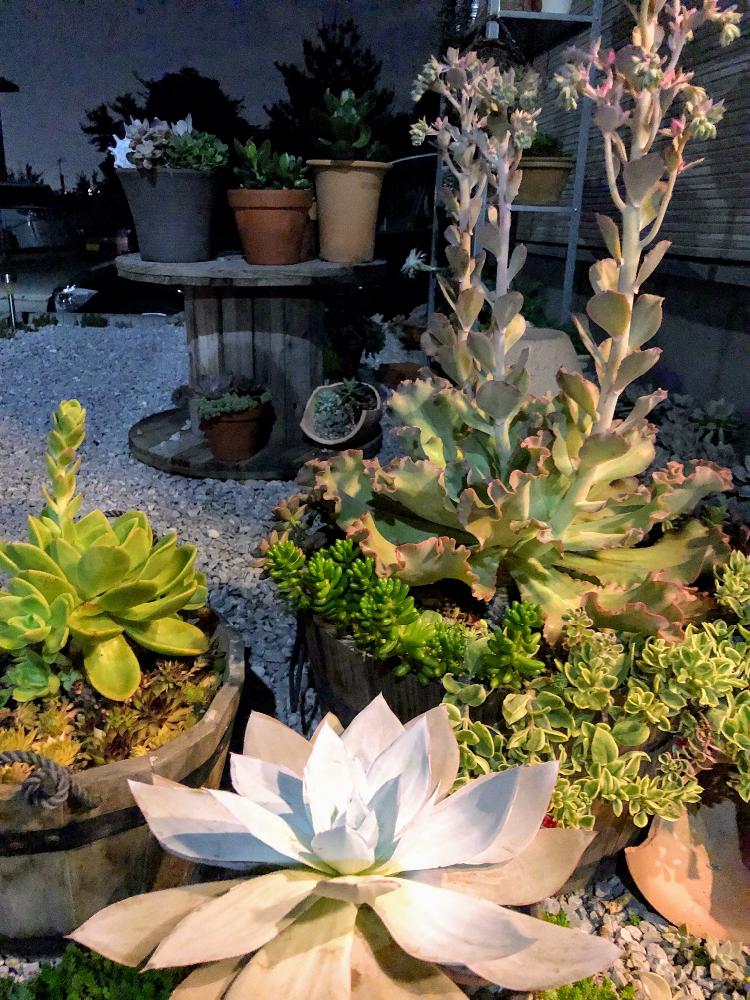 小さな庭の画像 by みどりんさん | 小さな庭とセダム属と多肉植物とWEEKEND FLOWERとゴールデングロー☆とイッタラとGS映えとGS日和と植中毒と今日のお花とエケベリア女子と多肉女子とタニラーとカンテ様とイヌとグリーンと花のある暮らしと家庭菜園奮闘日記と多肉かご寄せと高砂の翁♥︎︎∗︎*゚とバルコニスト
