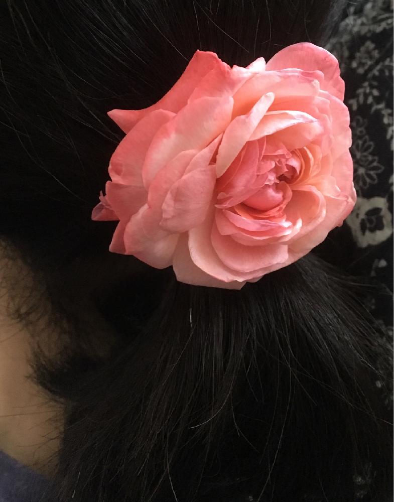 部屋の画像 by Rosarian Prince ラビたむさん | 部屋と愛する妻へ薔薇の髪飾りと薔薇の楽しみ方と薔薇愛同盟と初めてのバラとrose lesson12ヶ月と薔薇のお手入れとbeginner rose lessonと生花と新米ロザリアンと薔薇の夏バテと薔薇を楽しむと無農薬と夏バテさせない工夫と薔薇の初心者教室と髪飾りと花のある暮らしとバラ・ミニバラとロザリアン