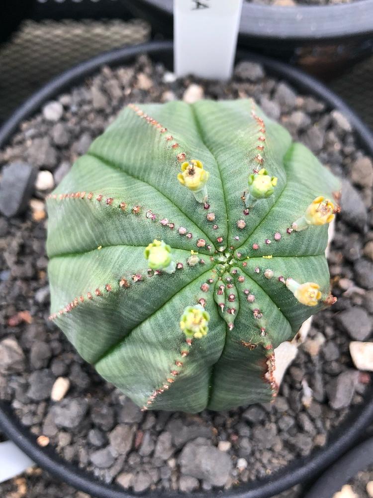 バルコニー/ベランダの画像 by shiiiiiさん | バルコニー/ベランダとEuphorbia obesaとユーフォルビア・オベサとオベサと黒プラ鉢と黒プラ鉢ある生活とプラ鉢とGS日和と植中毒とタニラーと栃木県民とオベサ観察記録とバルコニスト