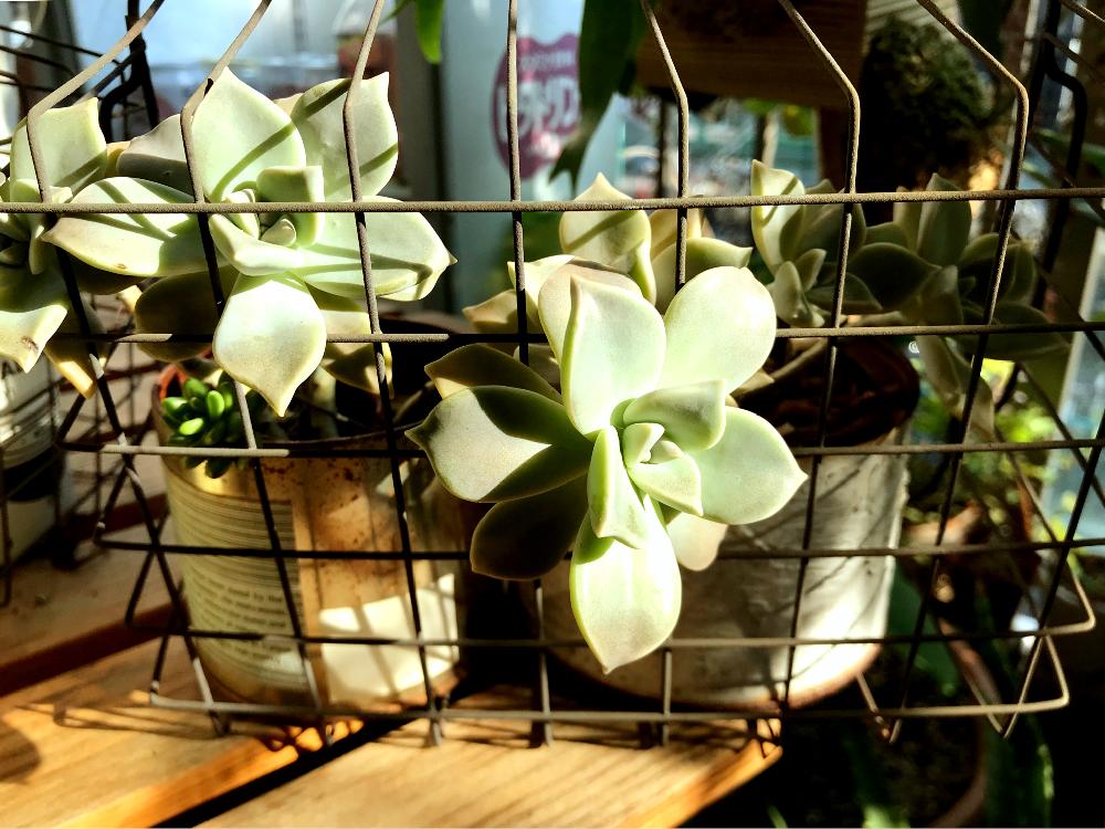 テラスの画像 by Miさん | テラスと多肉植物の寄植えと渋いとカッコいいとつやつやとグリーンインテリアと美容室といい天気とno green no lifeと美しいとほったらかしとgreenとかわいいと多肉パワーとディスプレイとインテリアグリーンとsucculent