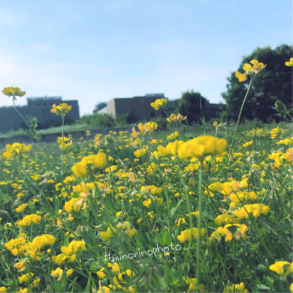 お出かけ先の画像 by richrichさん | お出かけ先とセイヨウミヤコグサとminorinophotoと写真と植物と黄色いお花大好き協会とまだまだ初心者ときいろいお花と花のある暮らしとひとりごと。