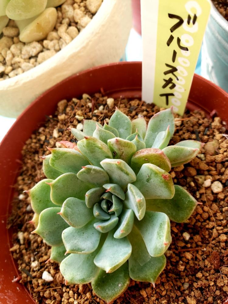 棚の画像 by あおばさん | 棚とエケベリア属 ブルースカイとタニラーと多肉植物