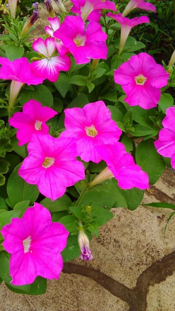 小さな庭の画像 by my gardenさん | 小さな庭とペチュニア♪とピンクの花とGS映えとGS日和とペチュニア♡と種まきしてみようと花のある暮らしと被災地にエールを…。