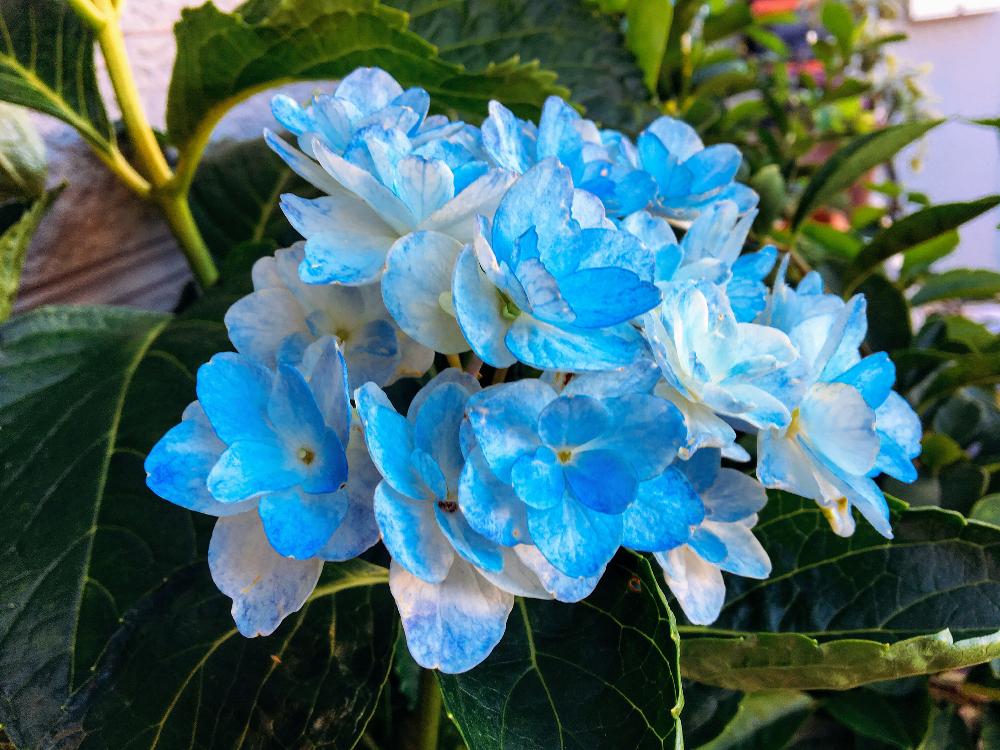 玄関の画像 by なおっちさん | 玄関と泉鳥と『きれいに咲いた!』コンテストと紫陽花 アジサイ あじさいと紫陽花 泉鳥