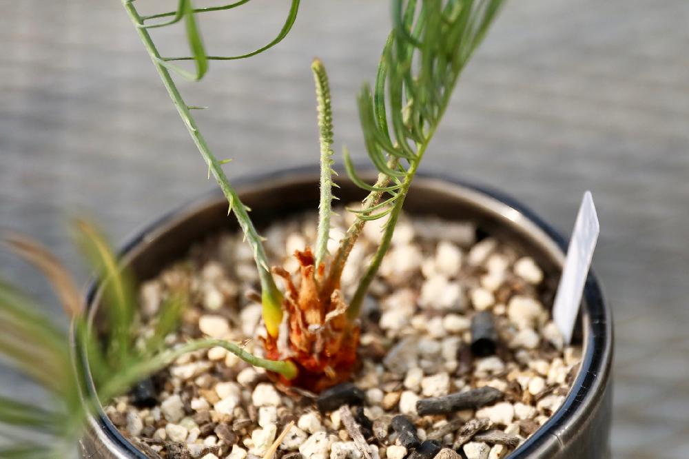 小さな庭の画像 by Oriさん | 小さな庭とCycas cairnsianaと観葉植物とボタニカルライフとGS日和と珍奇植物とtoky_itemと蘇鉄愛とビザールプランツとソテツ類