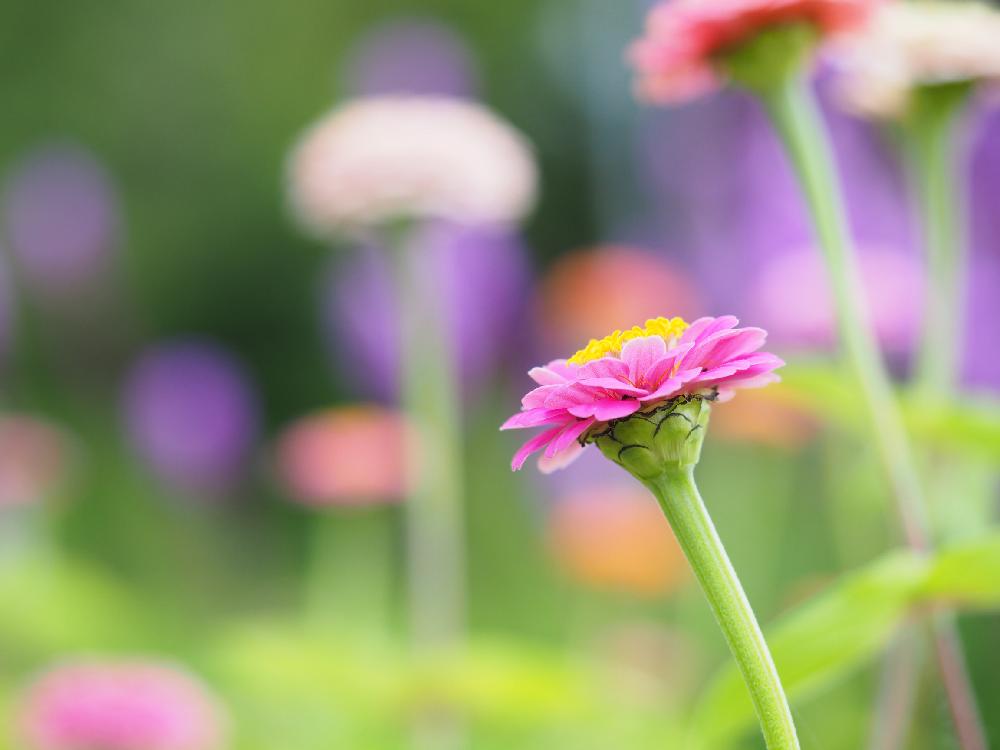 畑の画像 by Tenさん | 畑とジニアとヒャクニチソウと植物のある暮らしとファインダー越しの私の世界とお写んぽとおさんぽとGS映えとキク科とアートなTen写と花のある暮らしとお散歩