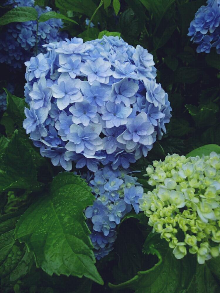 広い庭の画像 by cocoさん | 広い庭とてまりてまりと紫陽花 アジサイ あじさい