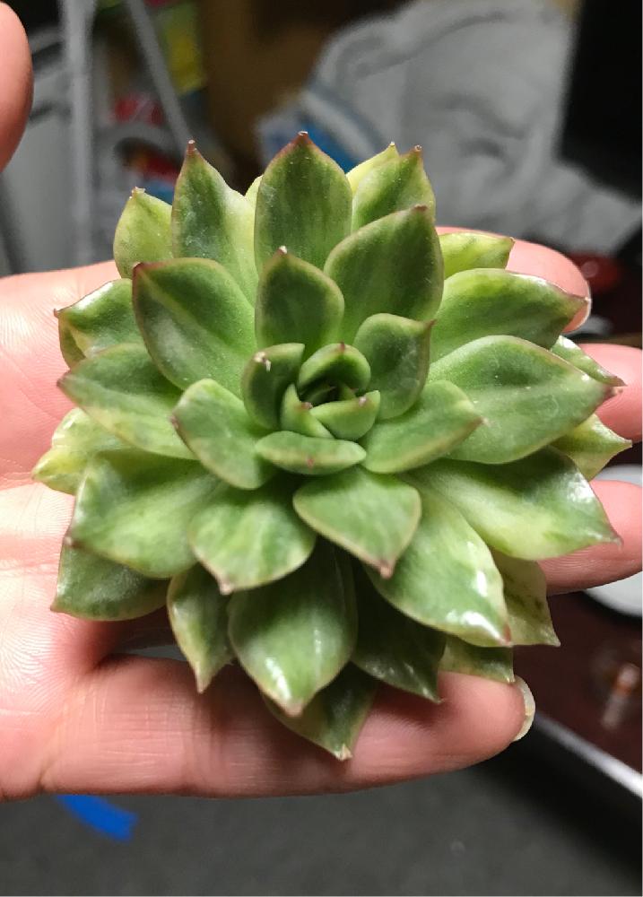 の画像 by mamaだJさん | イブ錦とクリスマスイブ錦と多肉植物とひとりエケ祭りღと脳内多肉畑と錦萌え♡と大きいのがお好き♡とエンゲイ係数高めと広島タニラーとエケベリア女子とエケベリア属と多肉は7月一杯までwとタニラーと山口タニラーと多肉植物 エケベリアと( ゚д゚)セクスィ…♡番長ともぉ29狩りません…と真夏の狩猟祭(29)