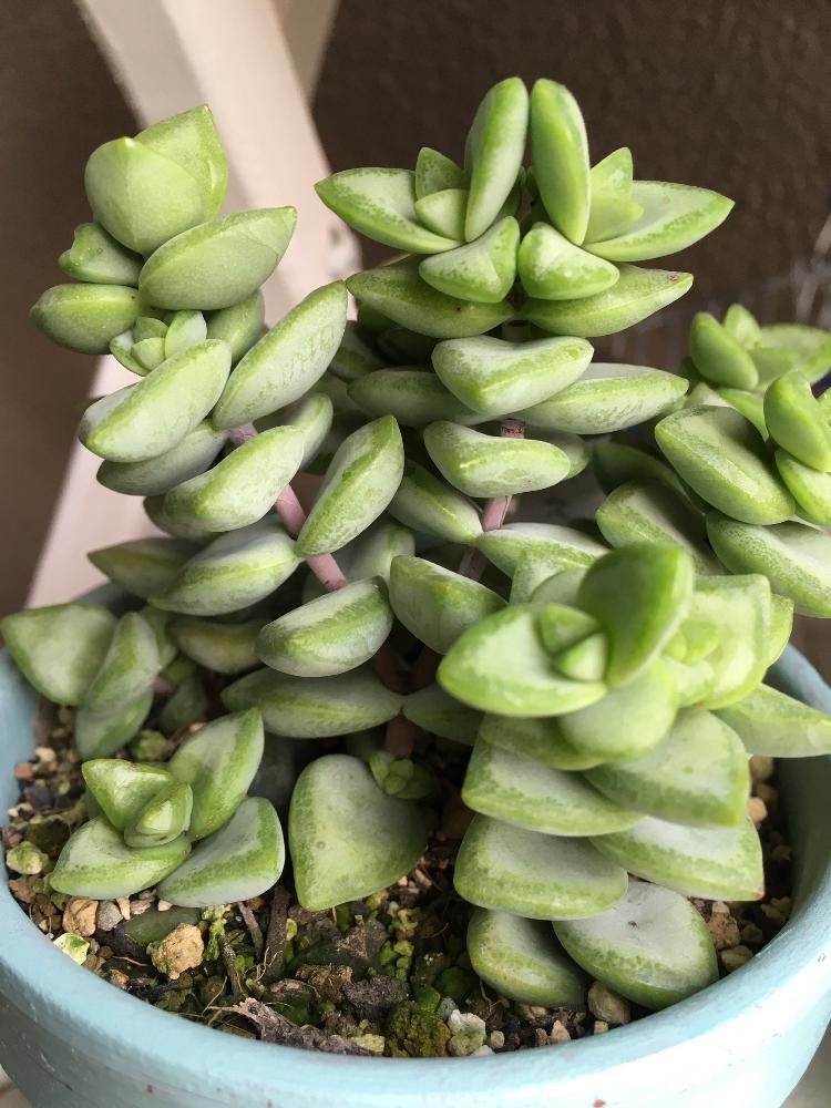 玄関の画像 by よよよさん | 玄関とルペストリスと多肉植物と岩手県とお気に入り!と ハッピーとクラッスラ属と復活と元気モリモリとタニラーと可愛いとぷっくり