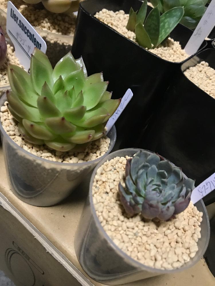 の画像 by mamaだJさん | スパイシーとタスクパンと多肉植物とひとりエケ祭りღとkapi産と脳内多肉畑と真夏の狩猟祭(29)とエンゲイ係数高めと( ゚д゚)セクスィ…♡番長と広島タニラーとエケベリア女子とエケベリア属と多肉は7月一杯までwとタニラーと山口タニラーともぉ29狩りません…と多肉植物 エケベリア