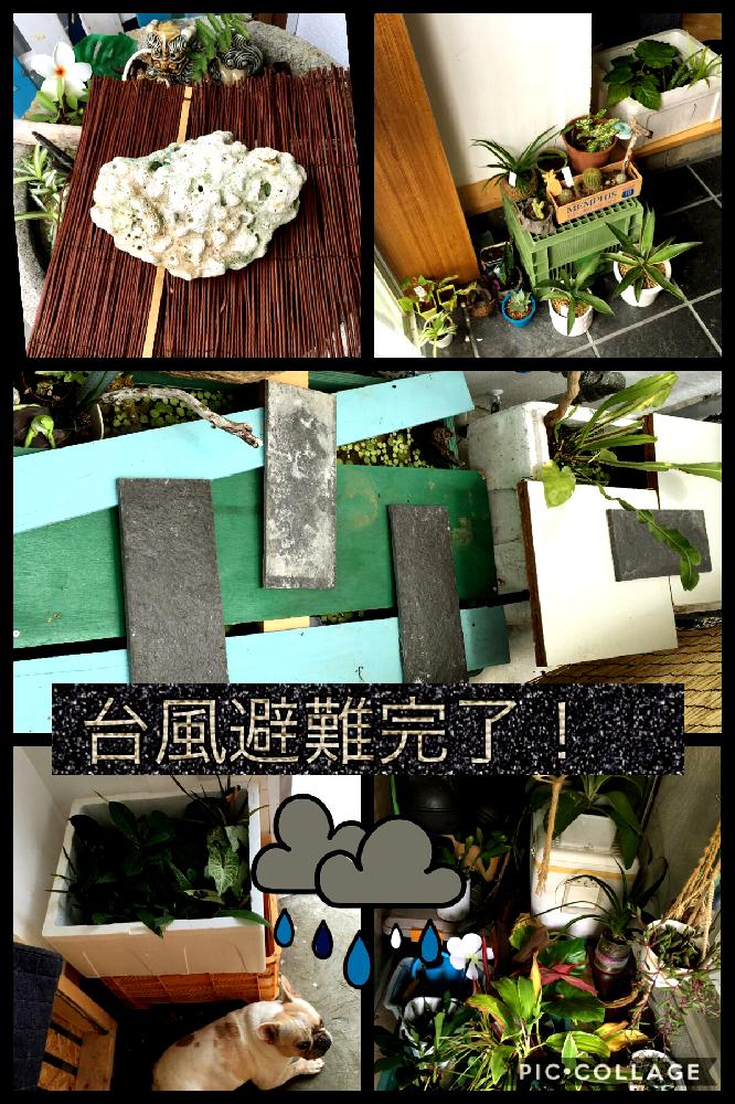 の画像 by LOCO❤︎LOCOさん | 目指せジャングルと台風避難中とお日様いっぱい浴びてと南国と台風接近と西日本豪雨で被災された皆様頑張ってと沖縄とビオトープと立ち上がろう!晴れの国☀️と頑張れ♡えっこと前に進もう!晴れの国☀️とGS植物うちなーぐち会
