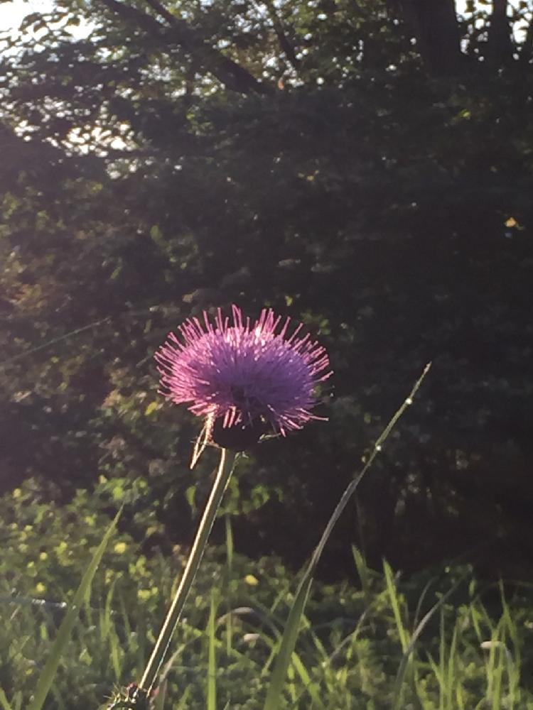 お出かけ先の画像 by ミント大好きさん | お出かけ先とGS映えと植中毒と道端の草花と野アザミの花