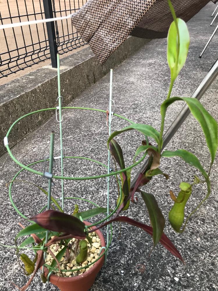 玄関の画像 by 春かいろさん | 玄関とウツボカズラとネペンテスと駄温鉢と食虫植物と食虫植物・ウツボカズラ