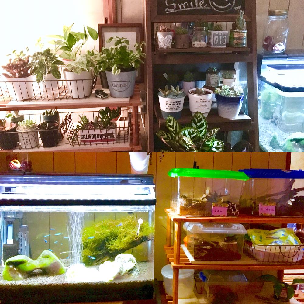 棚の画像 by nnm.さん | 棚と多肉植物と夜の観葉植物と多肉ICUと夜の日課とGS日和と植中毒と観葉植物ICUとタニク初心者
