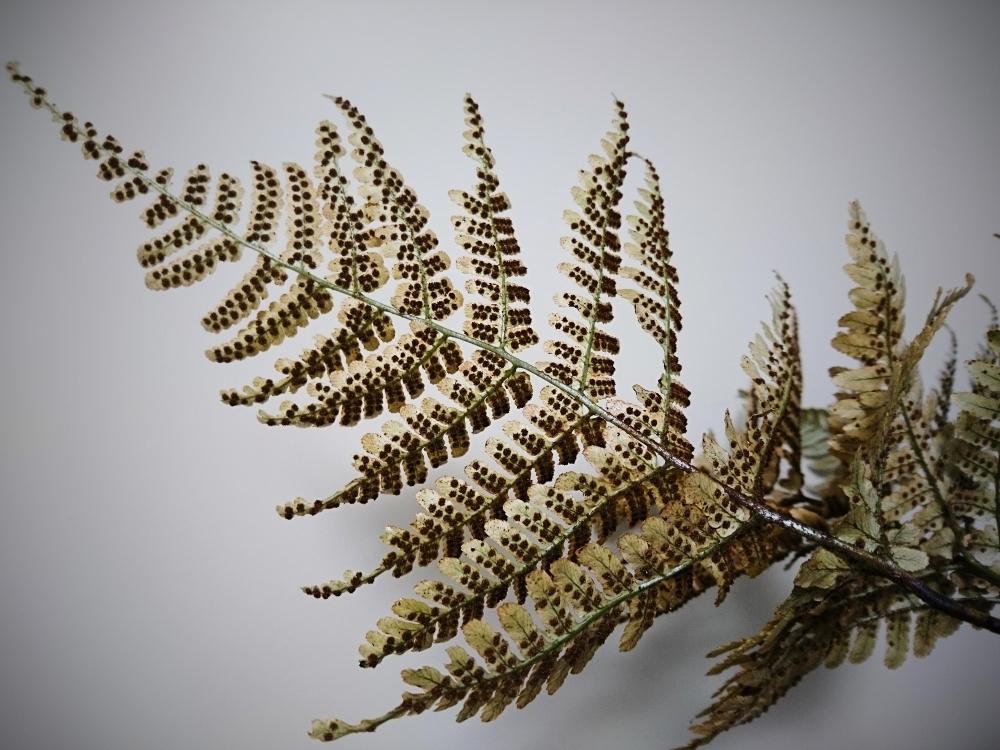 部屋の画像 by 六月さん | 部屋とベニシダとDryopteris erythrosoraと葉っぱとferntasticとシダ植物とソーラス