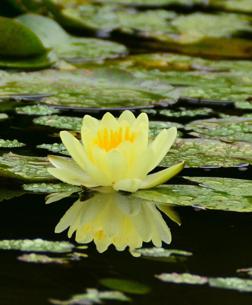 お出かけ先の画像 by 桃太郎さん | お出かけ先と睡蓮と雨に輝くと植中毒と緑のある暮らしと多肉植物とサボテンと水生植物と花のある暮らしと赤ちゃんサボテン