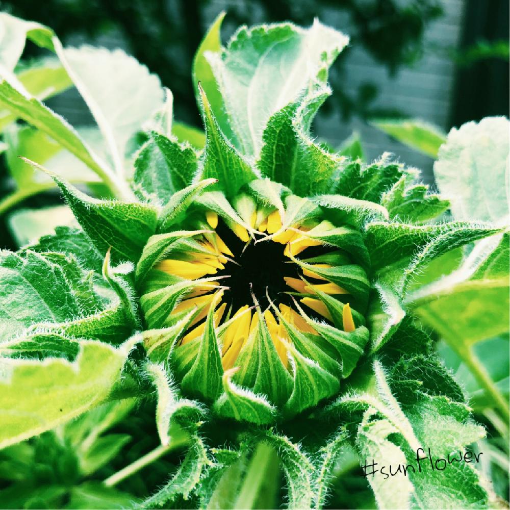 の画像 by richrichさん | ミニひまわりとminorinophotoと写真と植物と黄色いお花大好き協会とまだまだ初心者とお花の目線ときいろいお花と花のある暮らしとかわいい