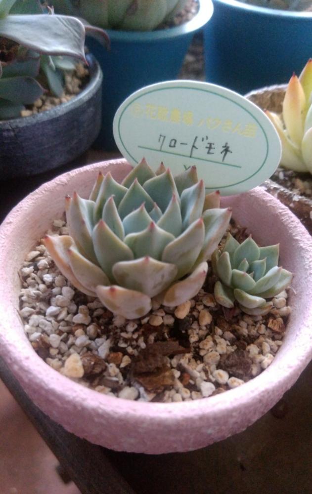 棚の画像 by daasamaさん | 棚と多肉植物と2.5号鉢と水遣りと素焼き鉢と頂き多肉とリメ鉢と夏色多肉とタニラーとパクさん苗とパクさんクロードモネと夏多肉!と多肉管理と多肉棚と成長多肉