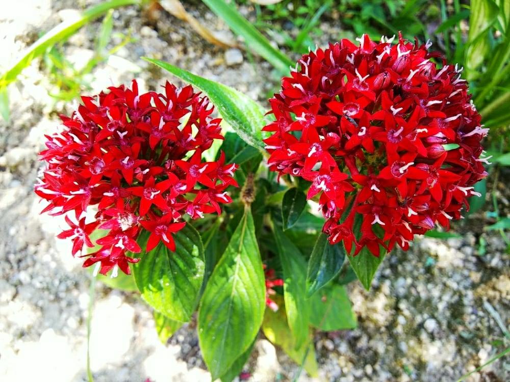 小さな庭の画像 by のぶりんさん | 小さな庭とボタニカルライフと夏の花と安く買った花と赤い花と花のある暮らしと地植