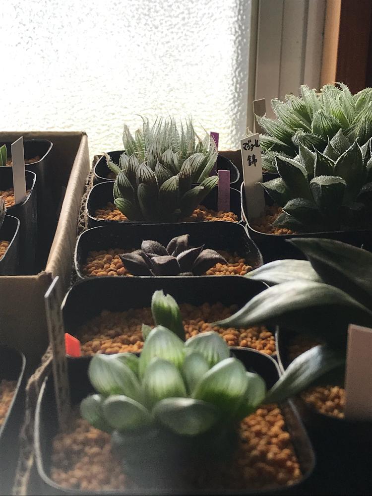 の画像 by mamaだJさん | 多肉植物と軟葉系ハオルチアとハオルチア属と脳内多肉畑と双頭❤︎いーぉぉ♪とまた29狩りました…と錦萌え♡とHaworthia:ハオルチア/ハオルシアと真夏の狩猟祭(29)と大きいのがお好き♡とエンゲイ係数高めと( ゚д゚)セクスィ…♡番長と広島タニラーとエケベリア女子とエケベリア属と多肉は7月一杯までwとタニラーとハオルチア(ハオルシア)女子と山口タニラーと多肉植物 エケベリア