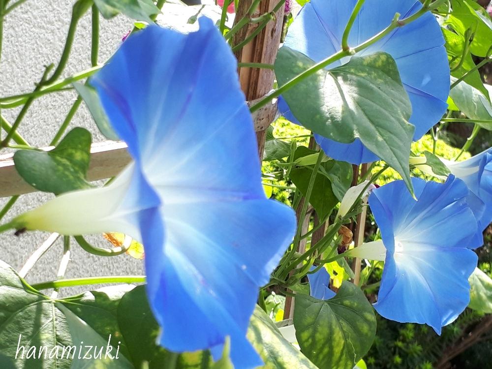お出かけ先の画像 by hanamizukiさん | お出かけ先とアサガオと過去picと今日のお花と那須塩原とさわやか