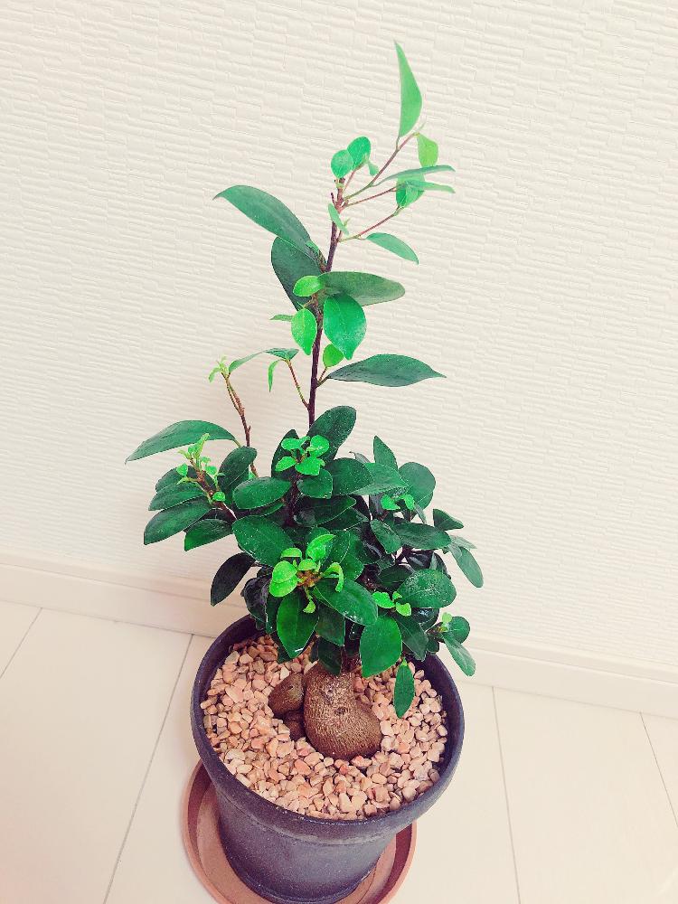部屋の画像 by n.さん | 部屋とガジュマルと夏でも元気と観葉植物と ガジュマルとスクスク成長中と花のある暮らしと増量中