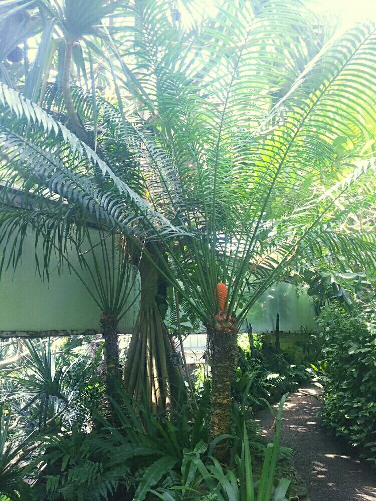 お出かけ先の画像 by Dioptaseさん | お出かけ先とルンフソテツとCycas rumphiiと観葉植物と板橋区立熱帯環境植物館とソテツ類と南国植物とトロピカルと植物園と熱帯植物