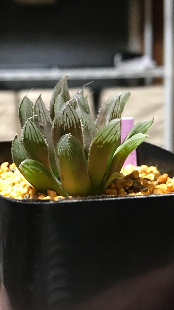 の画像 by mamaだJさん | ゴールド二アナスタイネリー×ミラーボール実生と多肉植物と軟葉系ハオルチアとひとりハオ祭り♛とハオルチア属と脳内多肉畑とまた29狩りました…とHaworthia:ハオルチア/ハオルシアと真夏の狩猟祭(29)とエンゲイ係数高めとタマランデスヨネと( ゚д゚)セクスィ…♡番長と広島タニラーと多肉は7月一杯までwとタニラーとハオルチア(ハオルシア)女子と山口タニラーともぉ29狩りません…