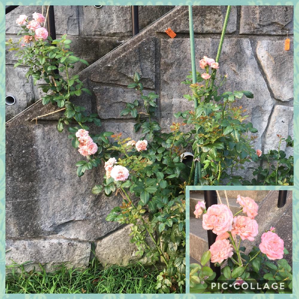 小さな庭の画像 by La Vie Noël La Vie en roseさん | 小さな庭とケルナフローラローズとつるバラと薔薇のお手入れとbeginner rose lessonとお花ある暮らしと新米ロザリアンと薔薇の夏バテと薔薇を楽しむと無農薬とケルナフローラと夏バテさせない工夫とドイツ コルデス社と薔薇の初心者教室と花のある暮らしとバラ・ミニバラとロザリアン