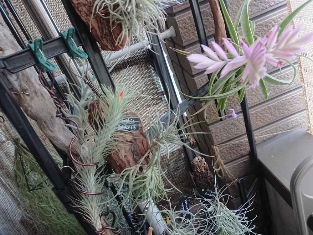 バルコニー/ベランダの画像 by ちょこぼっさん | バルコニー/ベランダと着生植物と芳香種とGS映えとえせボタニストと植中毒とthe Farm UNIVERSAL 千葉と花のある暮らしと熱帯植物とチランジア中毒者とエアープランツ/チランジア