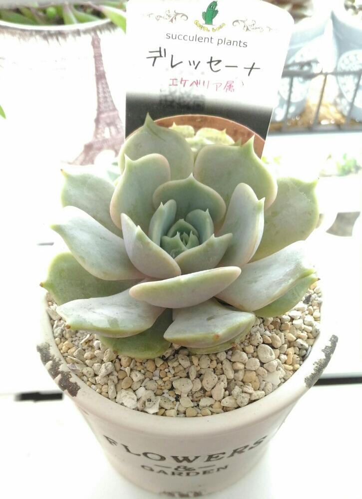 窓辺の画像 by lovelovegreenallstarsさん | 窓辺とデレッセーナと多肉植物と♪今日もいい天気~とエケベリア属と北海道と多肉ちゃん初心者と初心者なので適当です(笑)