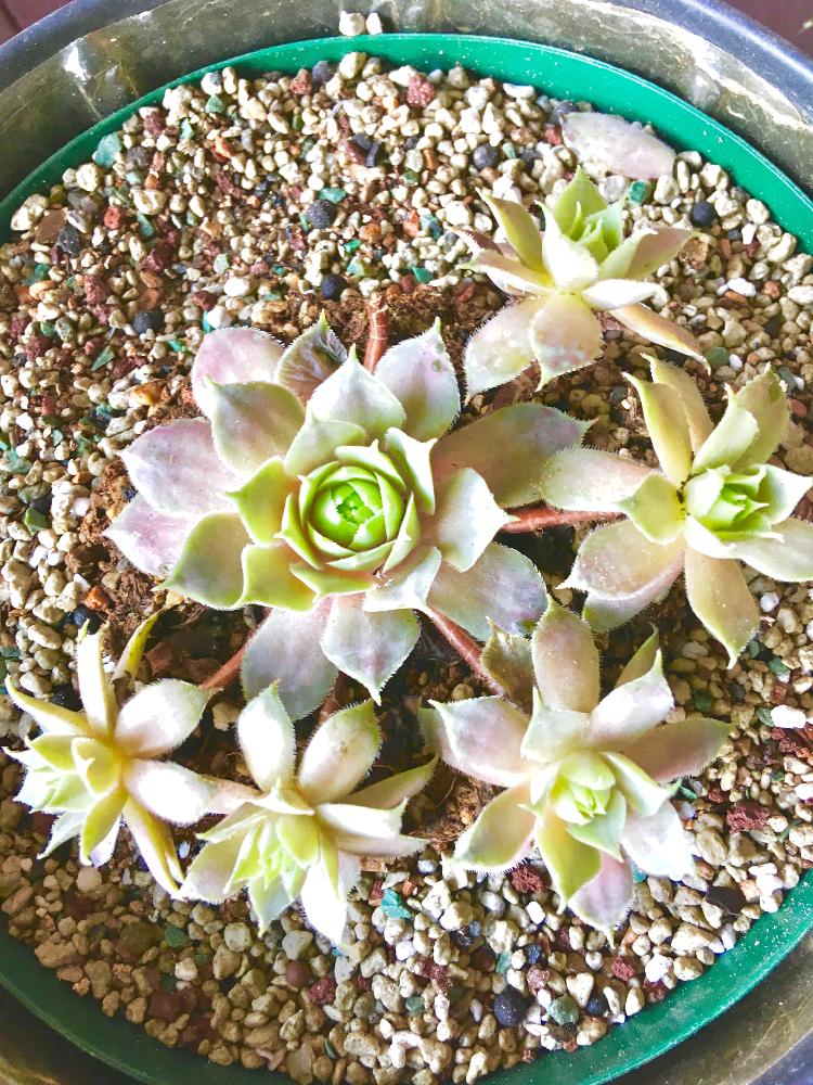 棚の画像 by nnm.さん | 棚とミッドナイトローズと多肉植物とGS日和とmy Babyと植中毒とイキイキ☆と朝のひとコマとタニク初心者