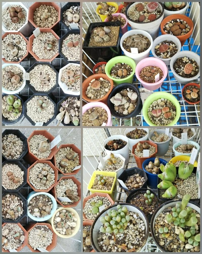 棚の画像 by 環さん | 棚と多肉植物とメセンとコノフィツム属と植中毒と多肉女子と癒やしの時間と成長記録と珍奇植物とリトープス属と環'sコノと環'sリトープス