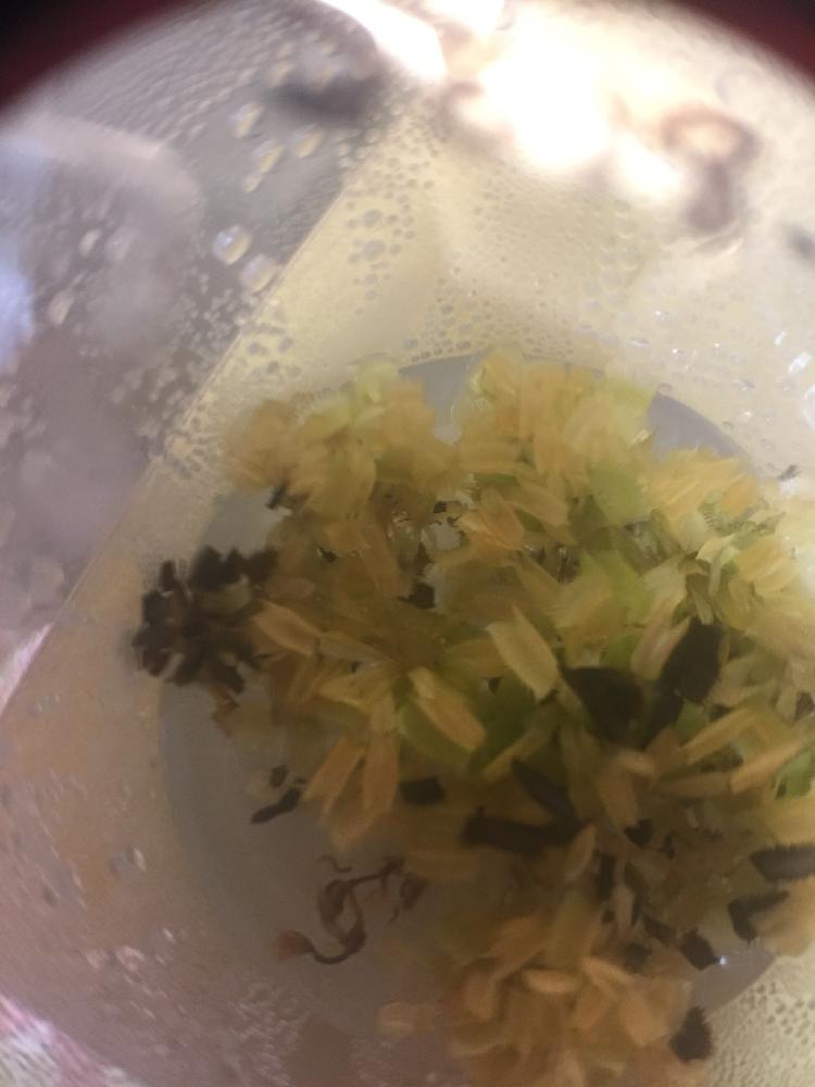 デスクの画像 by ゆいさん | デスクとハエトリソウと食虫植物 ハエトリグサと無菌播種と食虫植物とGSバイオ同好会とGS映えしない(笑)と無菌培養と珍奇植物とハエトリソウさんと実生 食虫植物とディオネアマスシプラ