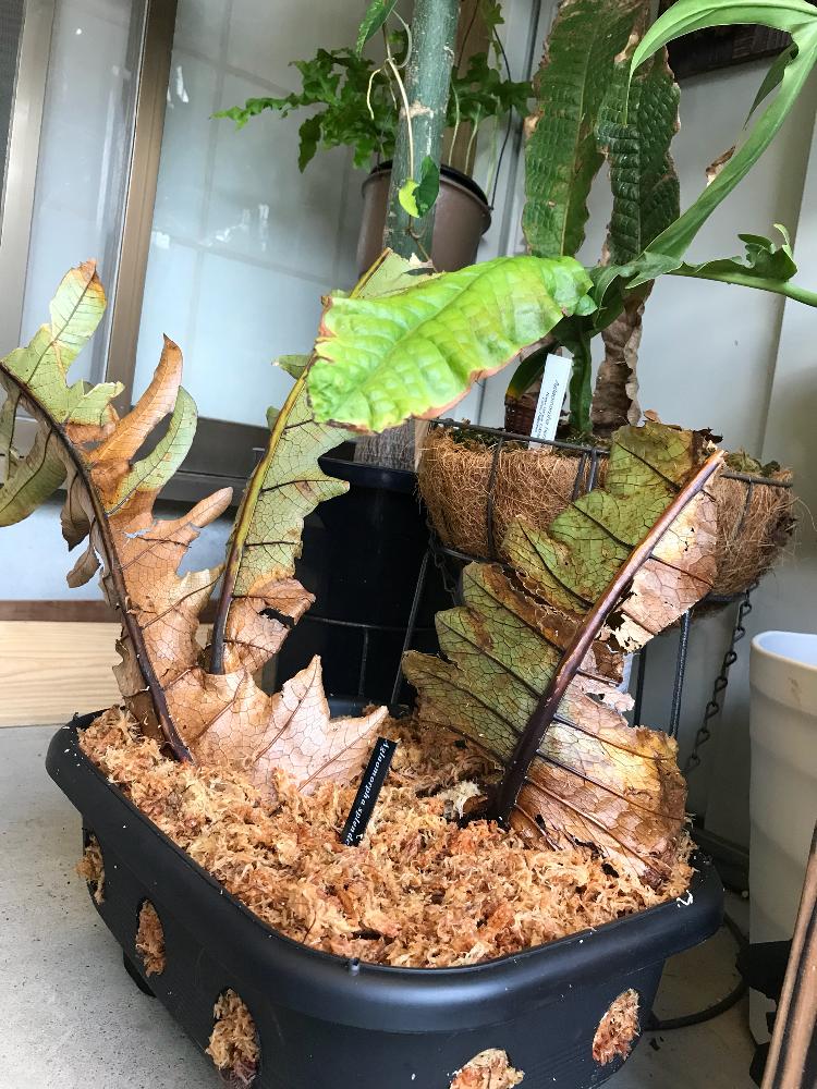 バルコニー/ベランダの画像 by ナツさん | バルコニー/ベランダとマイ・コレクションと着生植物と観葉植物と植物のある暮らしとボタニカルライフとアグラオモルファ属とウラボシ科とGS映えと『ハンギングバスケット』コンテスト2018とGS日和と植中毒と今日の一枚と植業病とナチュラルスタイルとガーデニングとシダ植物と珍奇植物と葉脈フェチと熱帯植物とビザールプランツとインテリアグリーン
